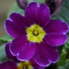 Primula Perle von Bottrop - abriachan nurseries